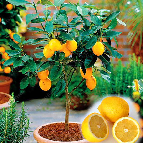 Egrow 20 Pcs/Pack Edible Yellow Lemon Seed Citrus Bonsai Home Garden Fresh Lemon Fruit Tree Seeds