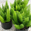 Egrow 100Pcs/Bag Rare Foxtail Seeds Ornamental Bonsai Plants Perennial Poaceae Bristlegrass Seeds