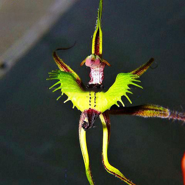 Egrow 20pcs/Bag Sementes Orchid Seeds Rare Flower Orchid Seeds For Home Garden Plants