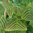 Egrow 200Pcs/Pack Christia Vespertilionis Seeds Mixed Bonsai Flowers Christia Vespertilionis Patio Garden Potted Ornamental Plants Bat Grass