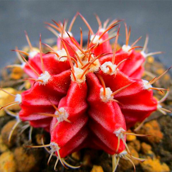 Egrow 200Pcs/Pack 200Pcs Scallop Red Cactus Seeds Meaty Plant Mini Succulent Bonsai Plants Seeds