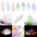 Natural Magnolia Skeleton Leaf Leaves Card Making Scrapbooking Embellishments Craft Supplies Green Pack Of 50PCS