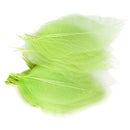 Natural Magnolia Skeleton Leaf Leaves Card Making Scrapbooking Embellishments Craft Supplies Green Pack Of 50PCS