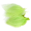 Natural Magnolia Skeleton Leaf Leaves Card Making Scrapbooking Embellishments Craft Supplies Green Pack Of 50PCS