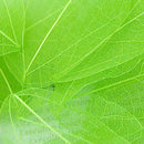 Natural Magnolia Skeleton Leaf Leaves Card Making Scrapbooking Embellishments Craft Supplies Green Pack Of 50PCS