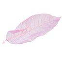 50Pcs Natural Catbrier Skeleton Leaf Leaves Card Scrapbook - Pink