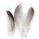 WHOLESALE 9-13cm Duck Feathers for PARTY MASK MAKING 20PCS