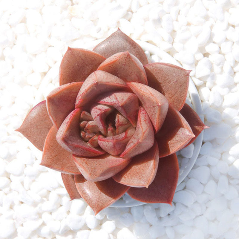 Egrow 100 Pcs/Pack Echeveria Purpusorum Seeds Fresh Succulent Plant Seed Garden Round Leaf Succulent