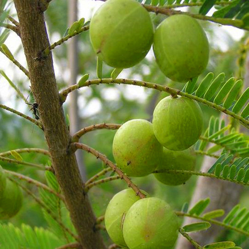 Egrow 50Pcs/Pack Mangosteen Seeds Tropical Sour Sweet Fruit Seeds Garden Plants Tree Bonsai