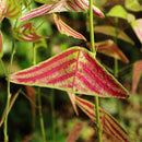 Egrow 200Pcs/Pack Christia Vespertilionis Seeds Mixed Bonsai Flowers Christia Vespertilionis Patio Garden Potted Ornamental Plants Bat Grass