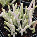 Egrow 100Pcs/Pack Succulent Cactus Seeds Crassula Capitella Pagoda Succulent Potted Seed