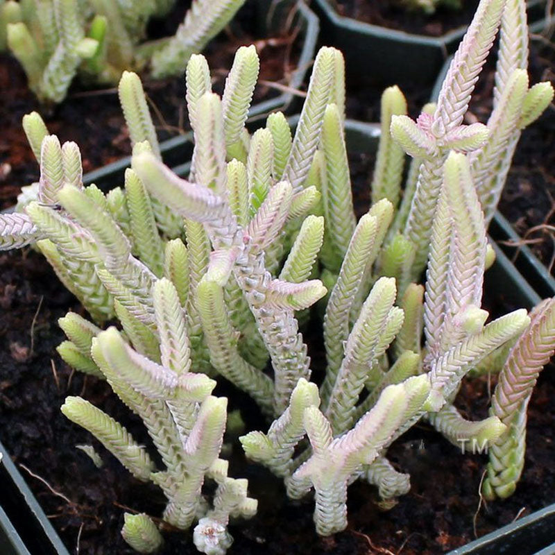 Egrow 100Pcs/Pack Succulent Cactus Seeds Crassula Capitella Pagoda Succulent Potted Seed