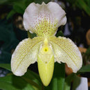 Egrow 100pcs/Bag Paphiopedilum Orchid Seeds Orchid Bonsai Plants Flowers Seeds for Home Garden Plant
