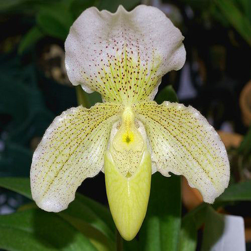Egrow 100pcs/Bag Paphiopedilum Orchid Seeds Orchid Bonsai Plants Flowers Seeds for Home Garden Plant