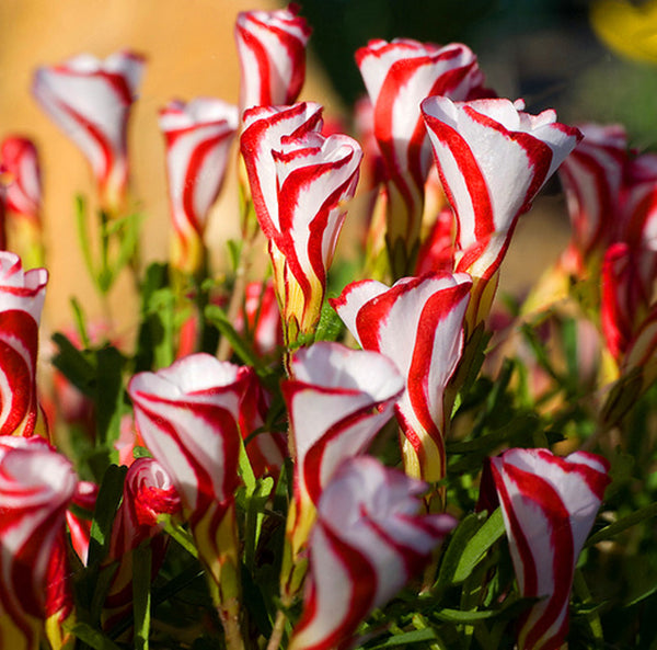 Egrow 100pcs/Bag Oxalis Versicolor Candy Cane Sorrel Seeds Rare Flowers Seeds for Home Garden Plants