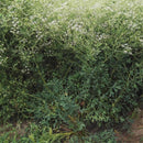Egrow 100 Pcs/Pack Divaricate Saposhnikovia Seeds Divaricate Saposhnikovia Plant Saposhnikoviae