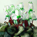 Egrow 100Pcs/Pack Cyclamen Seeds Green Edge White Cyclamen Flower Bonsai Perennial Flowering Plants Cyclamen