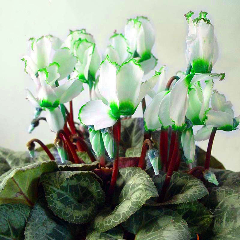 Egrow 100Pcs/Pack Cyclamen Seeds Green Edge White Cyclamen Flower Bonsai Perennial Flowering Plants Cyclamen