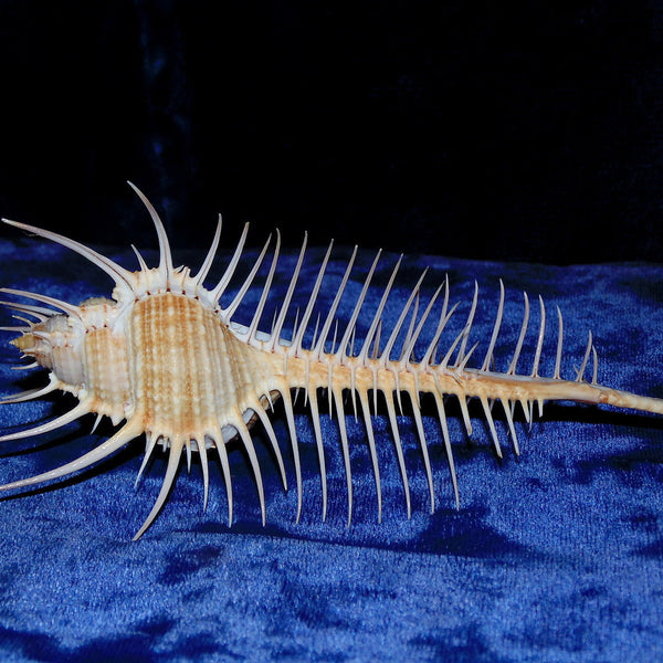 10-12cm Natural Murex Pecten Shell Conch Coral Sea Snail Fish Tank Ornament Home Decorations