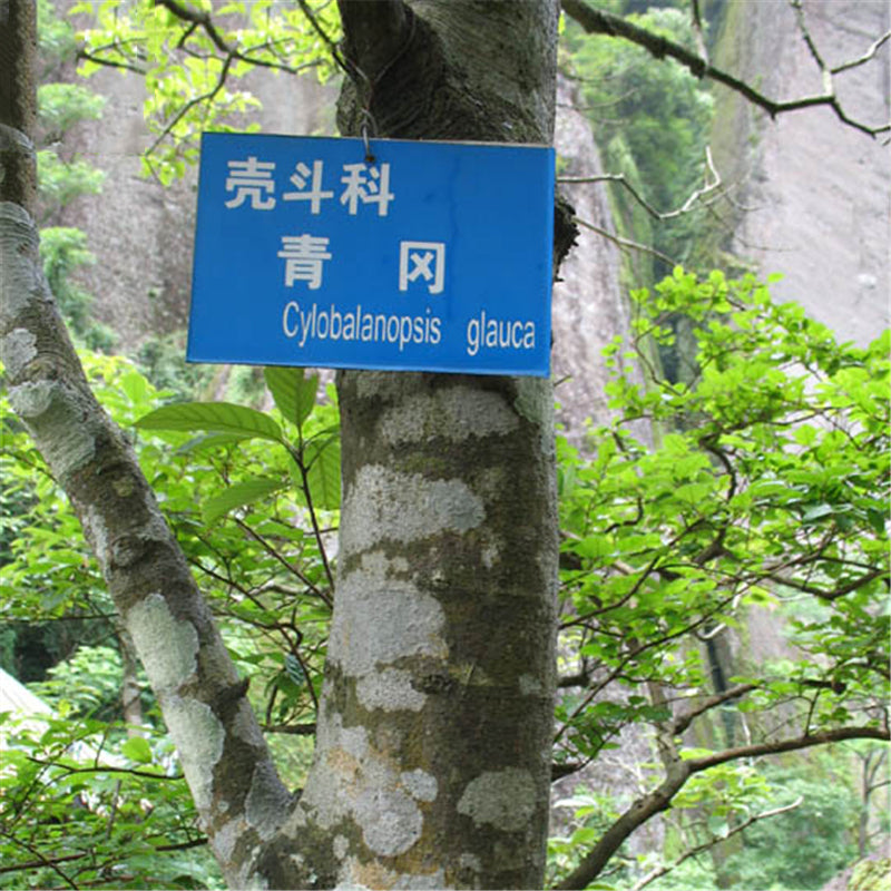 Egrow 100 Pcs/Pack Glauca Seeds Chinese Glauca Tree Cyclobalanopsis Glauca Tree For Nut