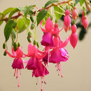 Egrow 10Pcs Gardening Abutilon Striatum Flower Seeds Bonsai Plant Home Gardening Decoration