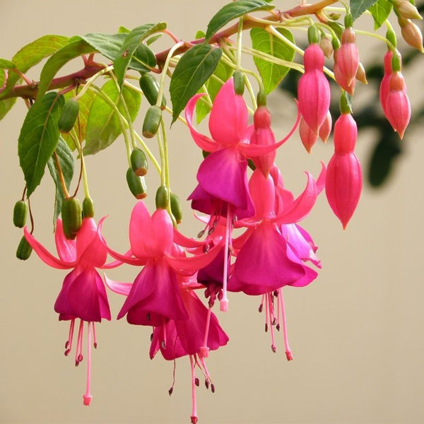 Egrow 10Pcs Gardening Abutilon Striatum Flower Seeds Bonsai Plant Home Gardening Decoration
