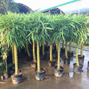 Egrow 50Pcs/Pack Bamboo Seeds Decorative Bamboo Bonsai Herb Bonsai Plant For DIY Home Garden