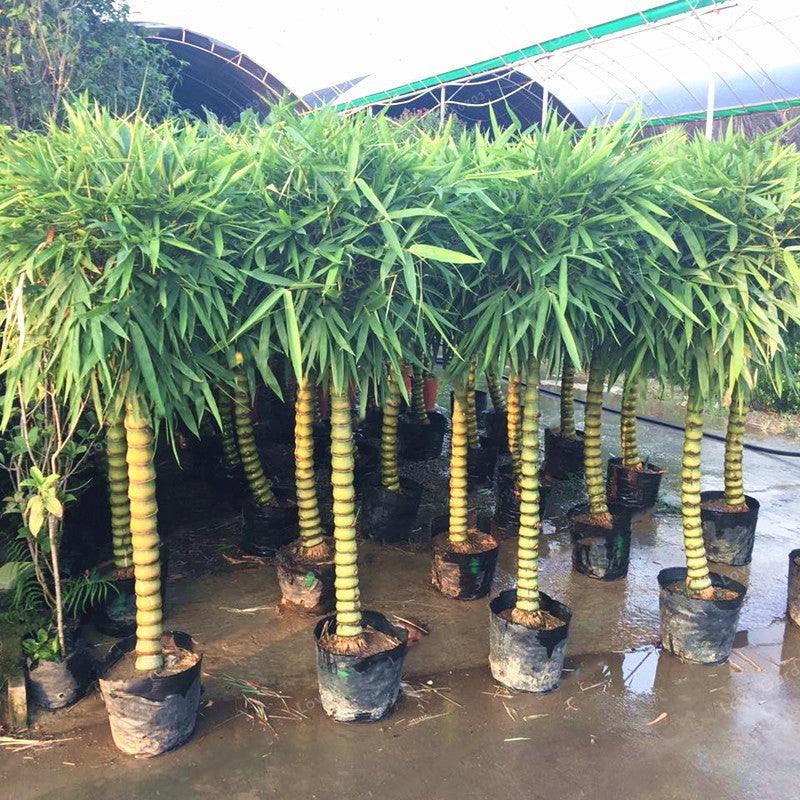 Egrow 50Pcs/Pack Bamboo Seeds Decorative Bamboo Bonsai Herb Bonsai Plant For DIY Home Garden