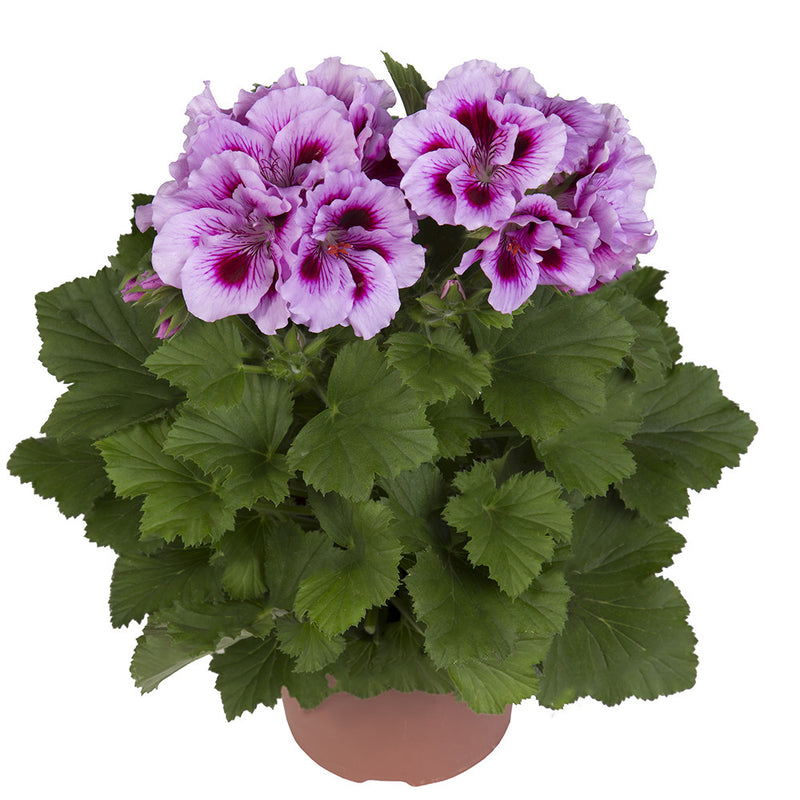 Egrow 100Pcs Geranium Seeds Variegated Geranium Flowers Winter Bonsai Garden Potted Plants