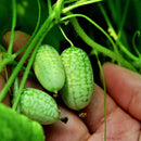 Egrow 50Pcs/Bag Mini Watermelon Seeds Thumb Watermelon Seeds Watermelon Fruit Seeds Indoor Plants