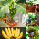 Egrow 200Pcs Garden Banana Seeds Outdoor Dwarf Fruit Trees Banana Milk Taste Perennial Potted Fruit