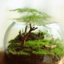 Egrow 100 Pcs/Pack Moss Seeds Resurrection Plant Rose Of Jericho Dinosaur Plant Air Fern Spike Moss