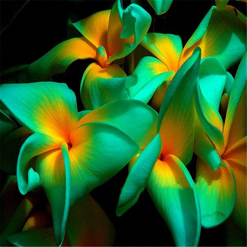 Egrow 100Pcs/Pack Plumeria Seeds Hawaiian Frangipani Flower Garden Wedding Party Decorations