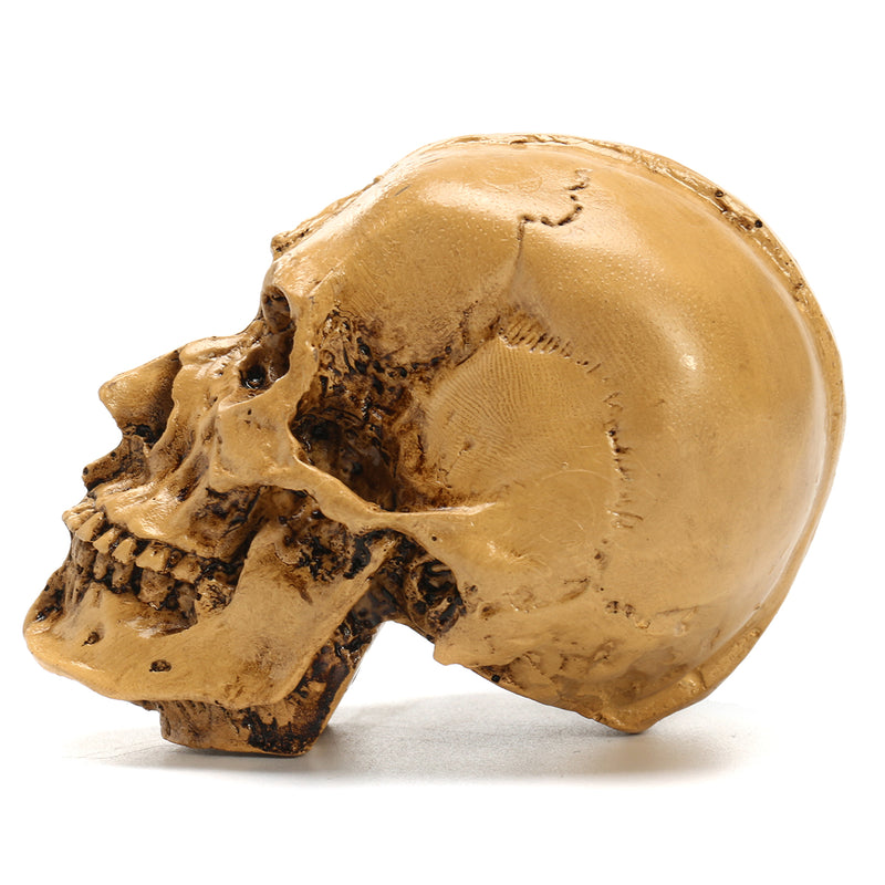 9cm Human Anatomical Anatomy Skull Head Muscle Bone Medical Model Home Decor