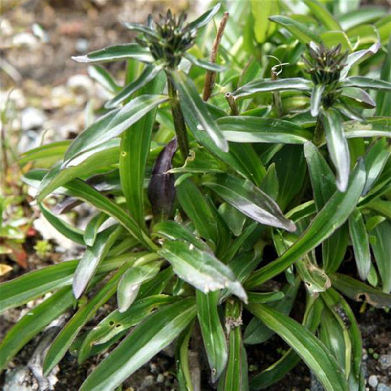 Egrow 100 Pcs/Pack Gentiana Scabra Seeds Gentiana Scabra Plant Elephantopus Scaber Flower Seeds