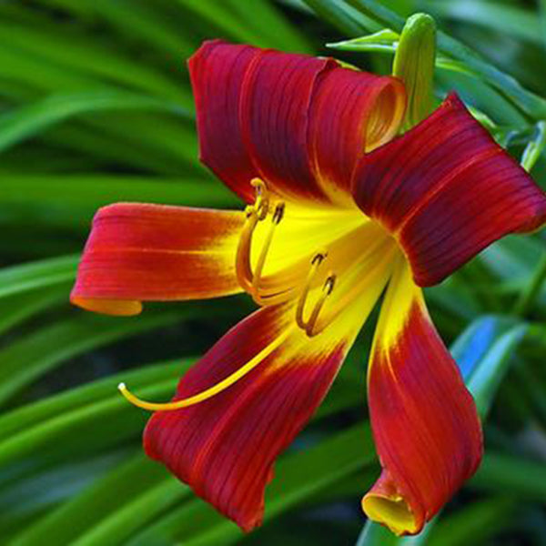 Egrow 100Pcs/Pack White Red Lily Flower Seeds Home Garden Potted Plants Bonsai Seeds