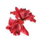 2 X Orchid Flower Floral Hair Clips Bridal Wedding Party Bridesmaids Access K7X2