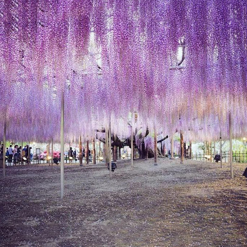 Egrow15Pcs/Bag Rare Wisteria Flower Seeds Purple Wisteria Sinensis Sweet Seed for Home Garden Plant