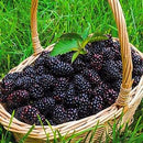 Egrow 200 pcs Blackberry Fruit Seeds Home Garden Plantting Perennial Potted Sweet Fruit Seed
