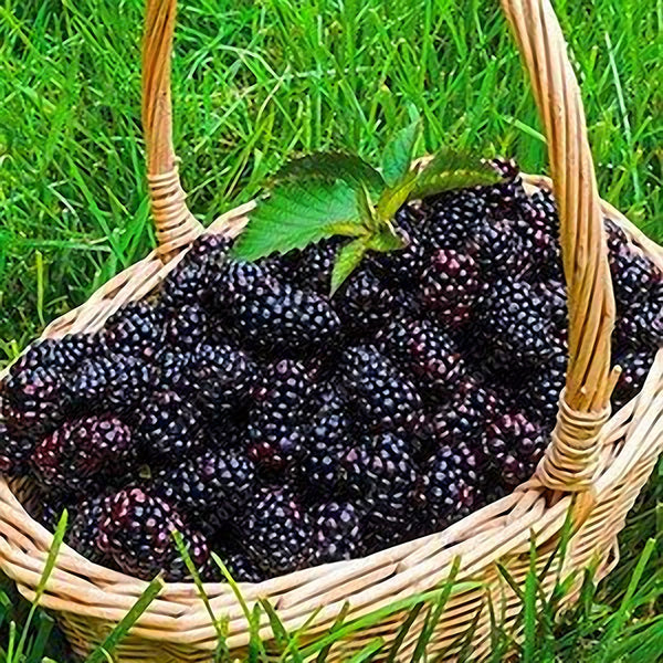 Egrow 200 pcs Blackberry Fruit Seeds Home Garden Plantting Perennial Potted Sweet Fruit Seed