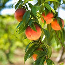 Egrow 10 Pcs/Pack Sweet Peach Seed Gardening Dwawf Peach Tree Bonsai Fruit Peach Seeds Plants