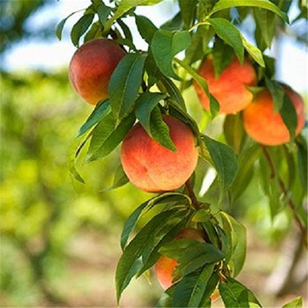 Egrow 10 Pcs/Pack Sweet Peach Seed Gardening Dwawf Peach Tree Bonsai Fruit Peach Seeds Plants