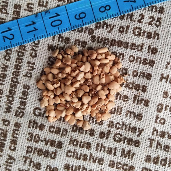 Egrow 30 Pcs/Pack Guava Seeds Tropical Sweet Fruit Tree Plants Seed for Garden Balcony Courtyard