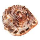 Natural Bull's mouth Helmet Conch Shell Coral Sea Snail FishTank Adorn Ornament Home Decorations