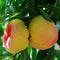 Egrow 5Pcs/Pack Peach Tree Seeds Garden Dwarf Bonanza Sweet Peaches Bonsai Fruit Plants Seeds