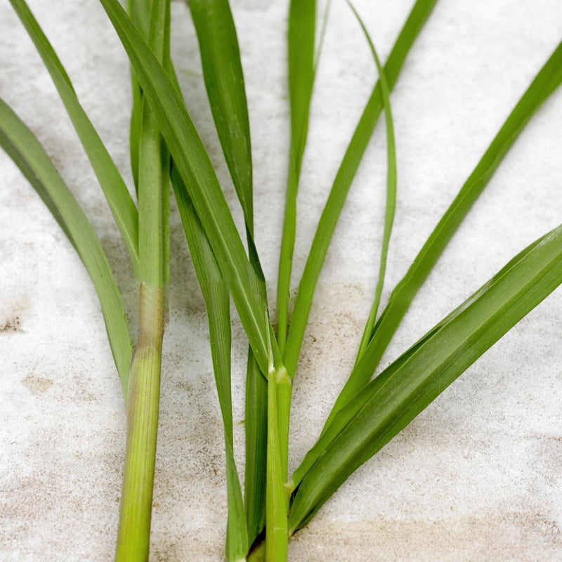 Egrow 30Pcs/Pack Lemon Grass Seeds Home Garden Herb Plants DIY Homemade Essential Oil