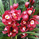 Egrow 30PCS/Pack Cymbidium Orchid Seeds Dark Red Cymbidium Orchid Bonsai Home Garden Flower Bonsai Indoor Potted Plants