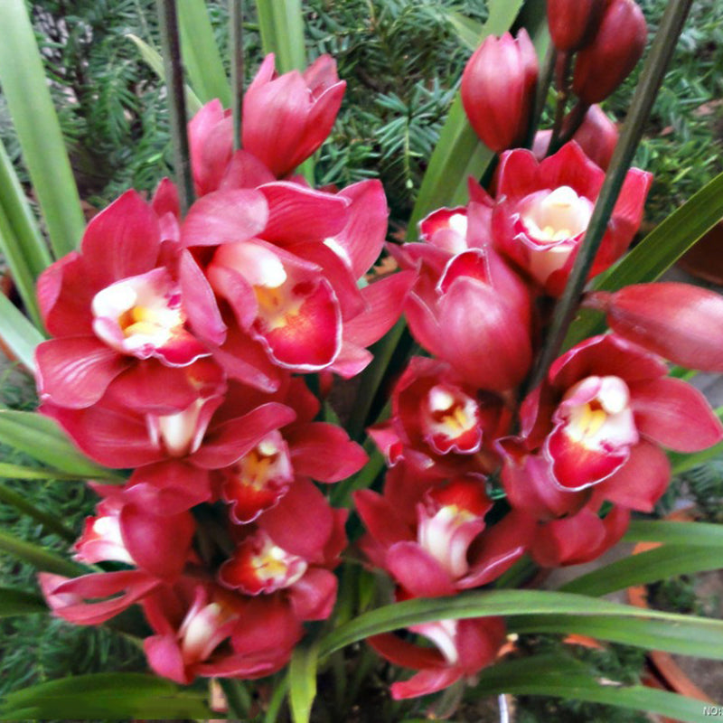 Egrow 30PCS/Pack Cymbidium Orchid Seeds Dark Red Cymbidium Orchid Bonsai Home Garden Flower Bonsai Indoor Potted Plants