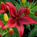 Egrow 2Pcs/Pack Lily Seeds Rare Red Lily Bulb Bonsai Bulb Bonsai Lily Bulb Pleasant Fragrance Home And Garden Plants