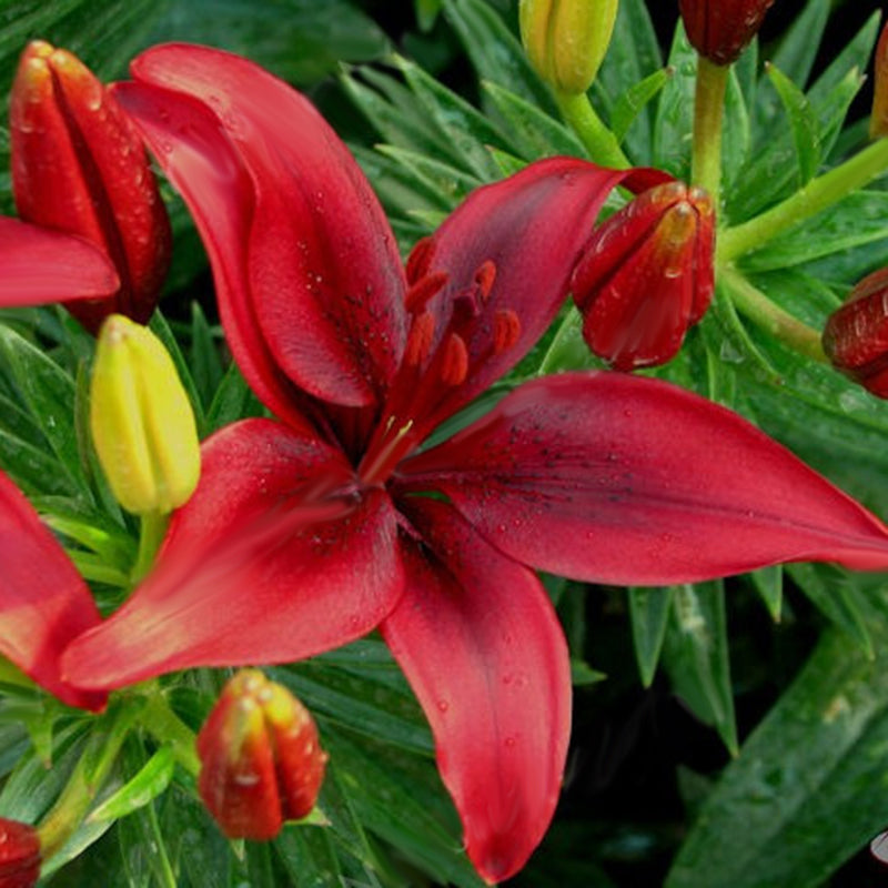 Egrow 2Pcs/Pack Lily Seeds Rare Red Lily Bulb Bonsai Bulb Bonsai Lily Bulb Pleasant Fragrance Home And Garden Plants
